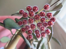 Hoya cv. Rosita