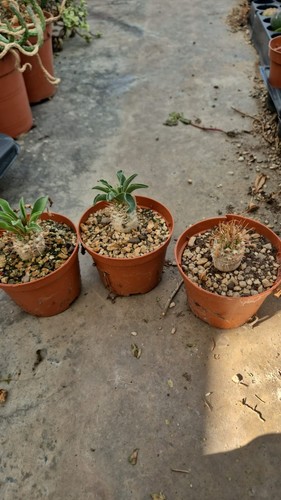 Pachypodium namaquanum