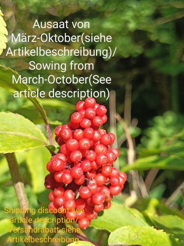 Roter holunder sambucus - holunder,,