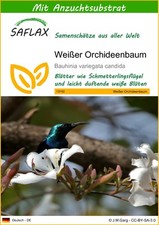 SAFLAX  - Weißer Orchideenbaum - Bauhinia - 5 Samen - Mit Substrat