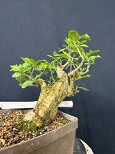 Pfaffenhütchen Bonsai Prebonsai Rohling Rohware 129