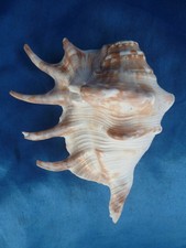 Kleines MUSCHELHORN Lambis aus