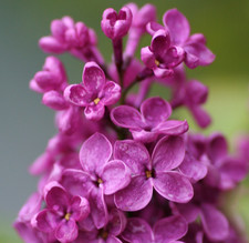 Flieder - Syringa vulgaris