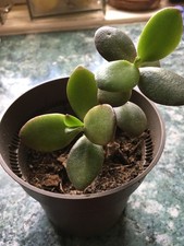 Crassula ca 13 cm ♥️ Geldbaum Löffelbaum Affenbrotbaum Ableger