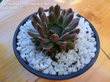 Orostachys strawberry spring - "strawberry, spring"