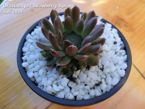Orostachys strawberry spring - "strawberry, spring"
