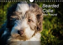 Bearded collie mein freund - bearded, collie,