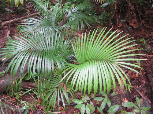 Samen exotische - samen,
