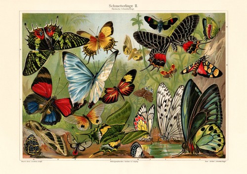 Schmetterlinge exotische - schmetterlinge, ii.
