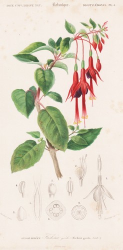 Fuchsia gracilis fuchsien - fuchsia,