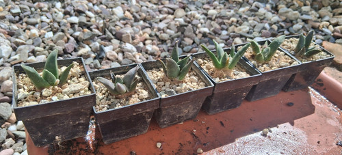 Ariocarpus retusus arteaga