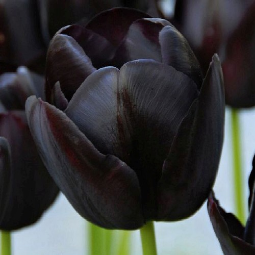 Tulpen tulpenzwiebeln - tulpen,