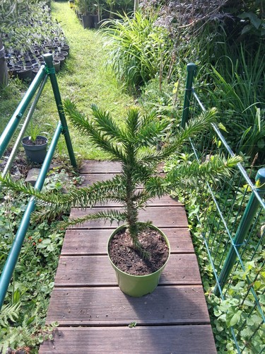 Araucaria araucana - 1, x