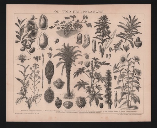 Lithografie 1885