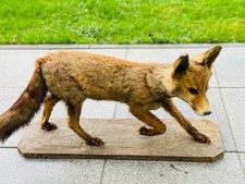 Fuchs Rotfuchs Präparat