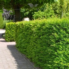 Nicht-Fruchtende Eibe Taxus media Hillii 100-120 cm. Ab 3 Koniferen. Immergrün