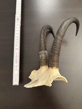 Bockgeweih, Rehgeweih Bock