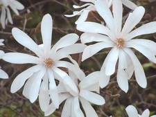 Stern Magnolie Magnolia