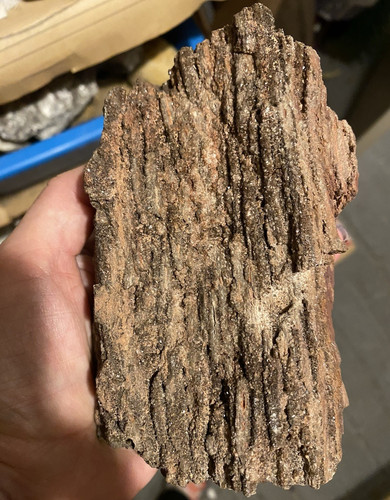 Pflanzenfossil pflanzenteil - pflanzenfossil, im