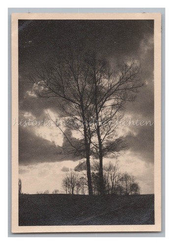 Baumsilhouette februar 1932 - baumsilhouette,