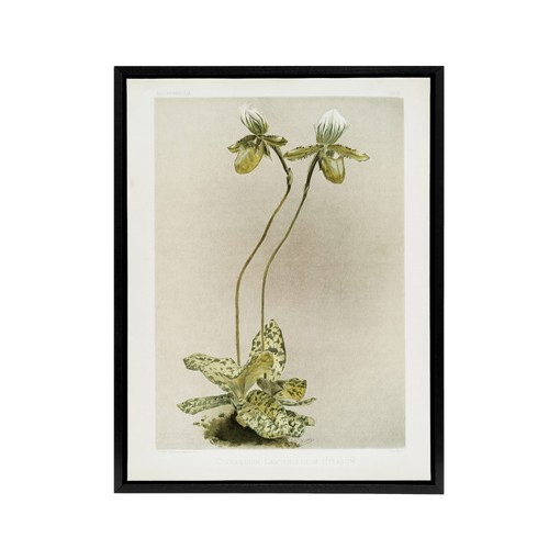 Sander cypripedium - f,
