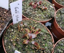 2x Dionaea muscipula "Gold