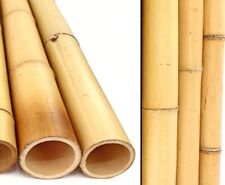 Moso Bambusrohr 100cm gelblich