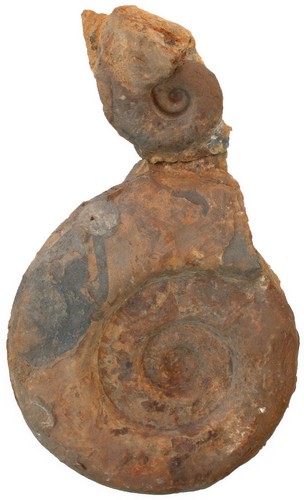 Lias lobolytoceras siemensi - lias,