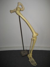 Anatomisches Modell Bein mit Hüftknochen