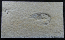 Solnhofen, Fossil, Krebs zum präparieren, vermutl. Penaeus meyeri
