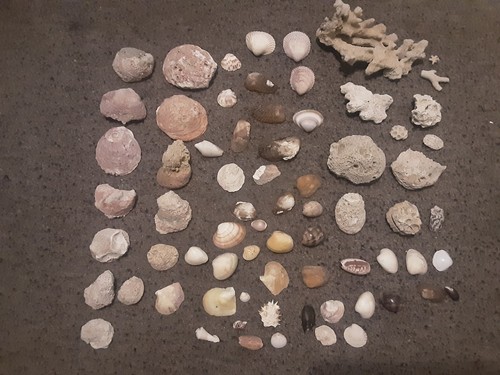 Muscheln muschel korallen - muschel,
