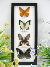 4 echte präparierte Schmetterlinge Schaukasten Wandbild Bilderrahmen - A-04-h-14