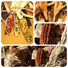 Bunter Mais Indian Berries Zea mays Ziermais Popcorn-Mais