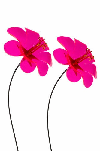 Sonnenfänger ringelblume - sonnenfänger,