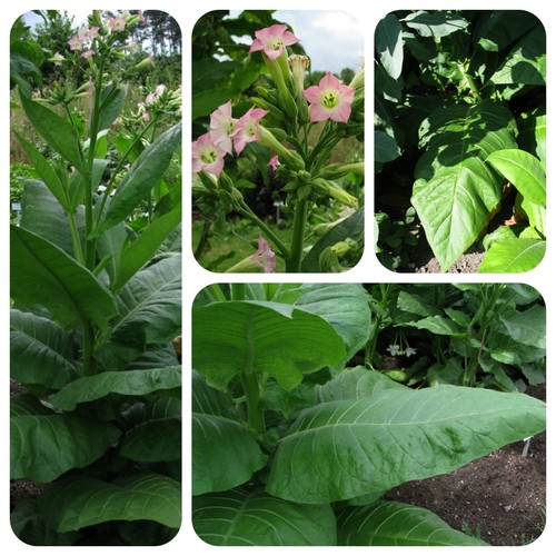 Burley tabak nicotiana tabacum - burley,