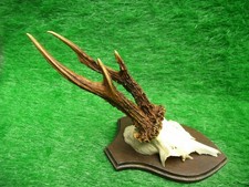 abnormer Rehbock kapital