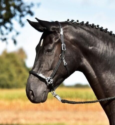 Lederhalfter brilliance von - brilliance,