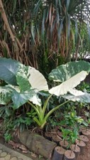 80006 Alocasia Macrorrhiza Greenplants 5 Samen