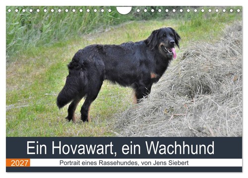 Ein hovawart wachhund - ein, hovawart,