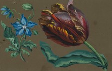 Die Papagei-Tulpe, um 1820