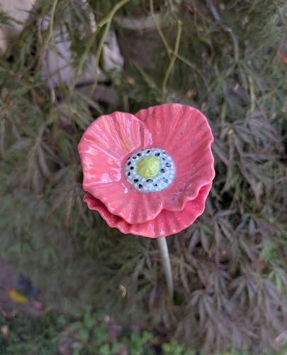 Doppel mohn blüte pink - doppel,
