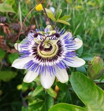Blaue passionsblume passiflora - blaue,