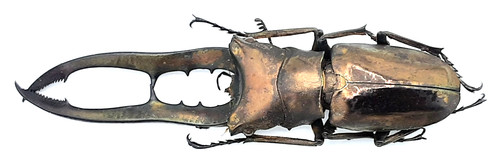 Lucanidae cyclommatus - lucanidae,,