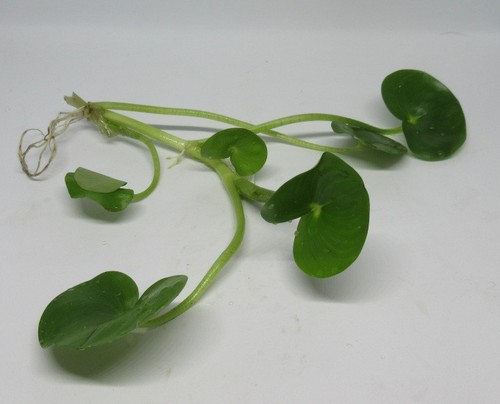 Heteranthera reniformis - ,