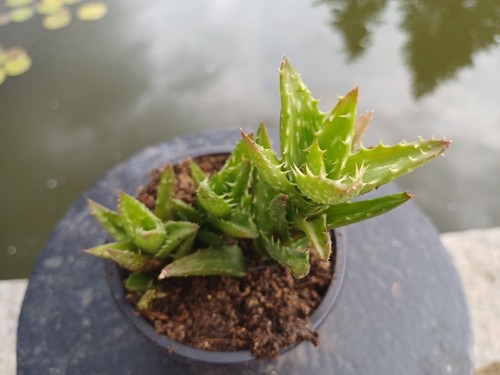 Aloe juvenna topf tigerzahn - juvenna,