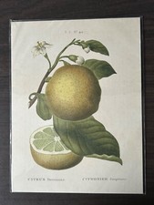 Poster Druck Kunstdruck Citrus Decumann Citronier Pompelmous Grapefruit Bild