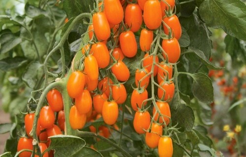 Tomatensamen - , (7+