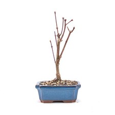 Bonsai fächer ahorn acer - bonsai, fächer-ahorn