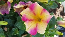 Petunien petunia 50 - *,