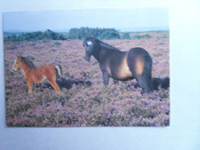 AK Pferd New Forest Stute Fohlen 1980 horse cheval Lissy Verlag Herz für Pferde